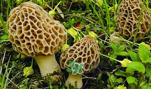 羊肚菌生長在什么地方？羊肚菌同什么煲湯最好