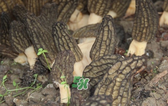 野生羊肚菌多少錢(qián)一斤？干羊肚菌多少錢(qián)一斤
