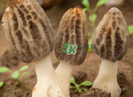 生了蟲的羊肚菌能吃嗎？羊肚菌長(zhǎng)蟲子怎么辦？