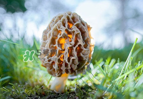 羊肚菌怎么清洗？羊肚菌怎么保存