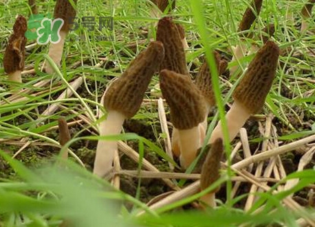 羊肚菌什么時候采摘？羊肚菌什么季節(jié)有