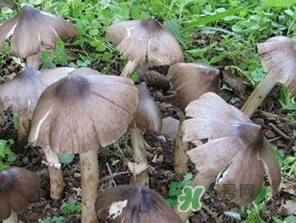 雞樅菌什么時候有？雞樅菌生長在什么地方