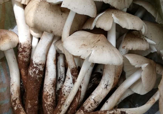 雞樅菌什么時候有？雞樅菌生長在什么地方