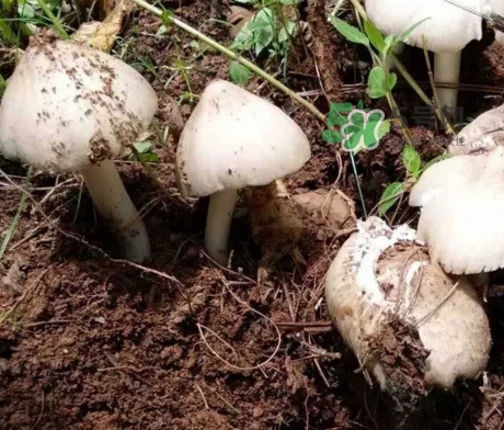 雞樅菌怎么保存？雞樅菌可以放冰箱嗎？