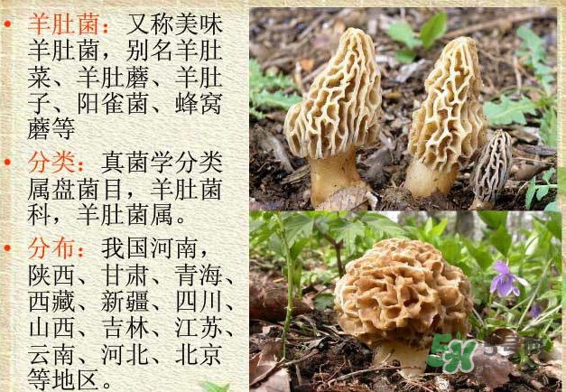 生了蟲的羊肚菌能吃嗎？羊肚菌長(zhǎng)蟲子怎么辦？
