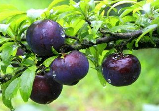 黑布李多少錢一斤？黑布李和紅布李哪個(gè)貴？