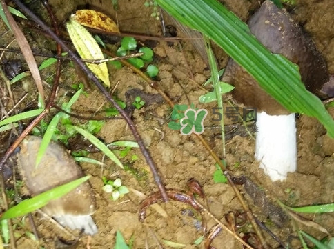 雞樅菌可以人工種植嗎？怎么人工種植雞樅菌