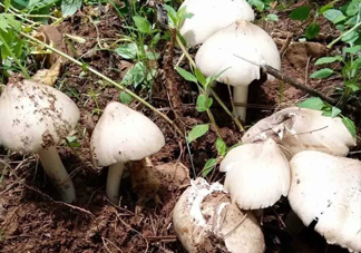 雞樅菌怎么保存？雞樅菌可以放冰箱嗎？