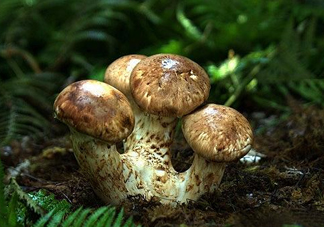 干松茸多少錢一斤？野生松茸多少錢一斤？