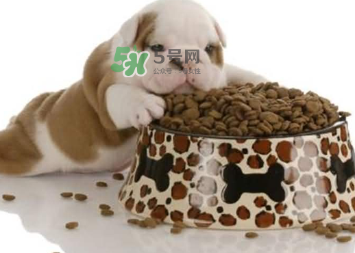 三伏天狗狗不吃飯怎么辦？三伏天狗狗不吃飯怎么回事？