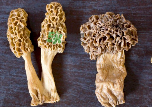 羊肚菌有假的嗎？野生羊肚菌有幾種？