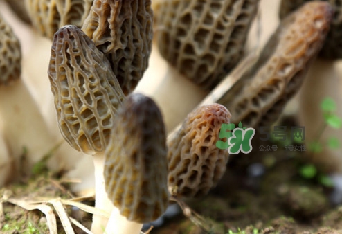 羊肚菌能泡酒嗎？羊肚菌可以炒著吃嗎？