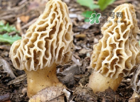 羊肚菌能治什么??？羊肚菌能冷凍保鮮嗎