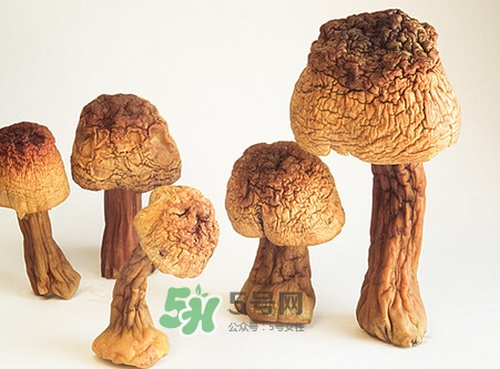 松茸是發(fā)物嗎？松茸是熱性還是涼性？