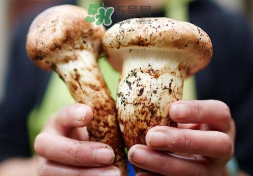 松茸什么時候吃最好？松茸什么季節(jié)有