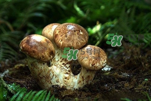 干松茸多少錢一斤？野生松茸多少錢一斤？