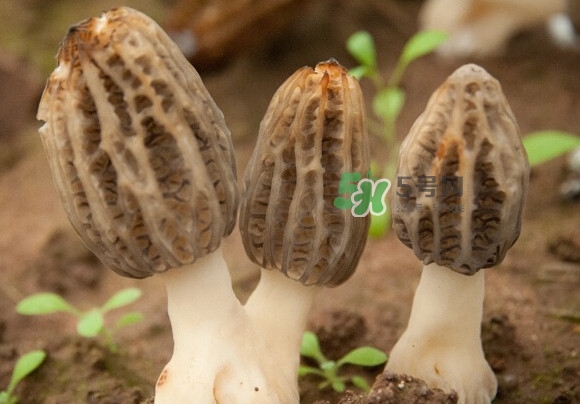 羊肚菌有假的嗎？野生羊肚菌有幾種？