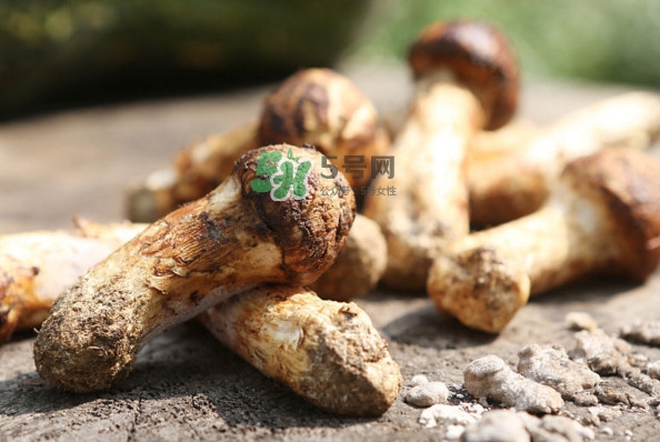 新鮮松茸怎么吃？松茸怎么吃最有營養(yǎng)