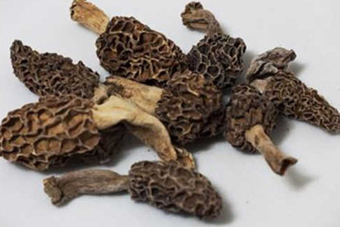 羊肚菌有毒嗎？羊肚菌可以人工種植嗎？