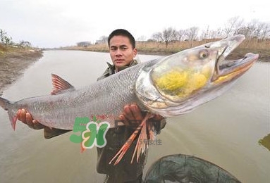 鳡魚(yú)多少錢(qián)一斤？野生鳡魚(yú)多少錢(qián)一斤