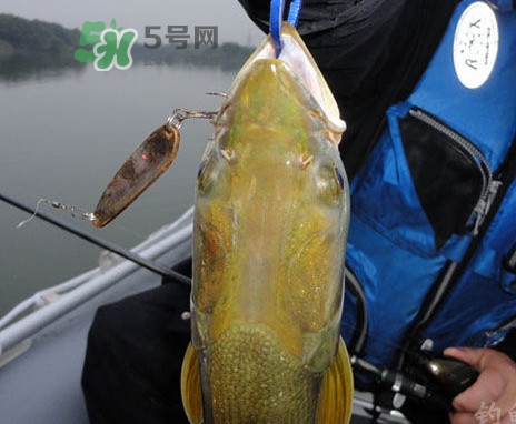 鳡魚好吃嗎？鳡魚刺多嗎