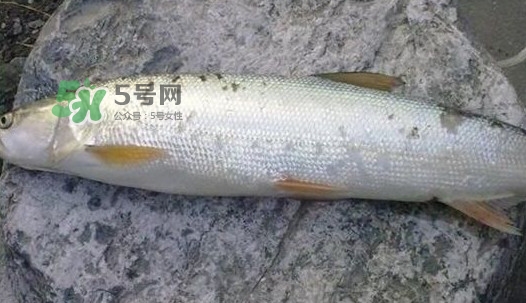 鳡魚好吃嗎？鳡魚刺多嗎