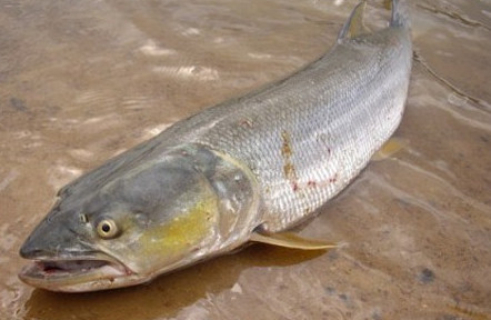 鳡魚吃什么？翹嘴魚和鳡魚有什么區(qū)別