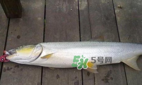 釣鳡魚用什么路亞竿好？路亞鳡魚用什么餌好