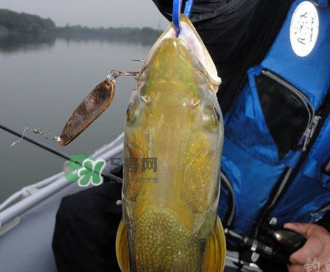 鳡魚是什么魚？鳡魚是淡水魚嗎