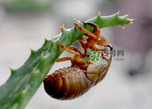 金蟬怎么保存一夜不死？怎樣保存一夜金蟬不死？