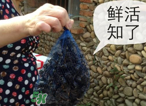 金蟬怎么保存一夜不死？怎樣保存一夜金蟬不死？