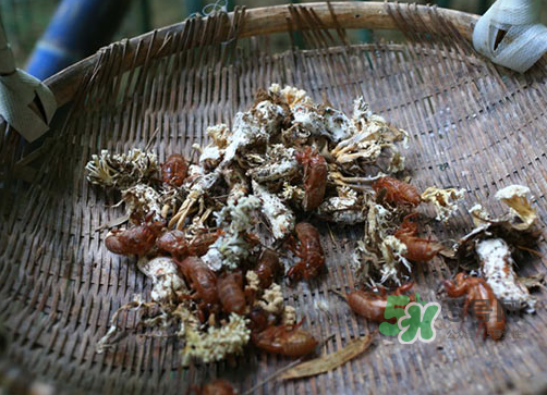 金蟬花可以放在冰箱嗎？新鮮金蟬花怎么保存？