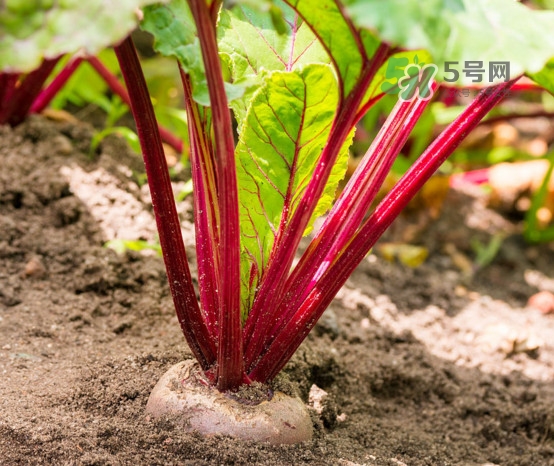 甜菜根是什么菜？甜菜根什么季節(jié)收獲