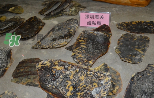 玳瑁標(biāo)本有收藏價(jià)值嗎？玳瑁的功效與作用