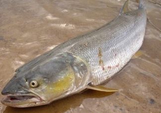 鳡魚怎么釣？鳡魚在魚缸里怎么養(yǎng)