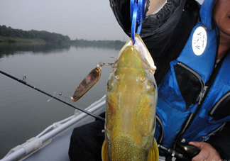 鳡魚好吃嗎？鳡魚刺多嗎