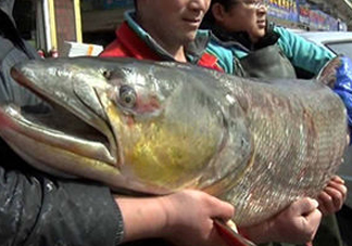 鳡魚是什么魚？鳡魚是淡水魚嗎