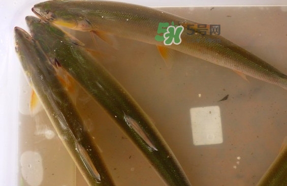 鳡魚怎么做好吃？鳡魚有天敵嗎
