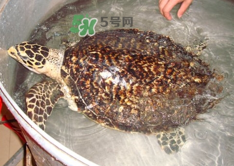 玳瑁龜好養(yǎng)嗎？養(yǎng)玳瑁龜違法嗎