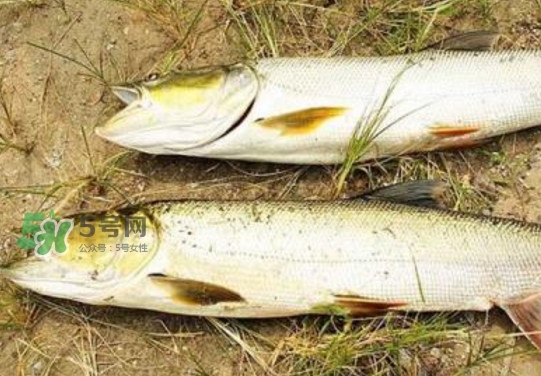 鳡魚怎么釣？鳡魚在魚缸里怎么養(yǎng)