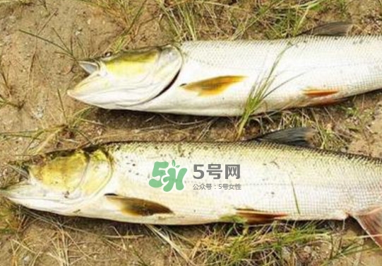 鳡魚是什么魚？鳡魚是淡水魚嗎