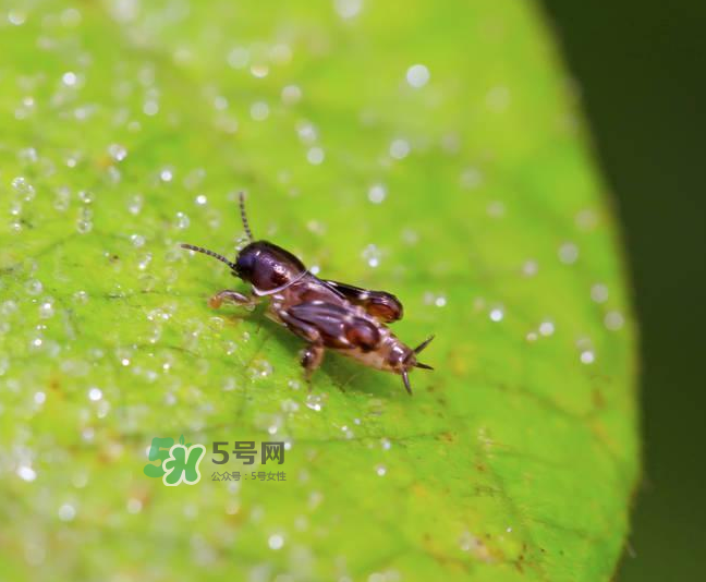 跳蚤會寄生在人身上嗎？跳蚤會在人身上存活嗎？