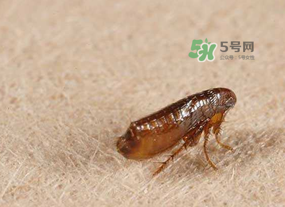 跳蚤會寄生在人身上嗎？跳蚤會在人身上存活嗎？