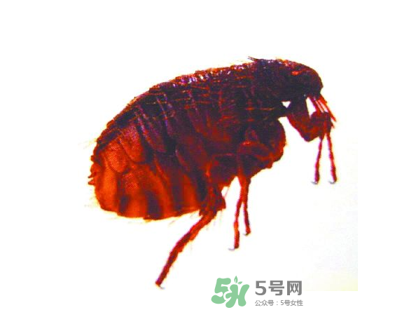 跳蚤會飛嗎？跳蚤會咬人嗎？
