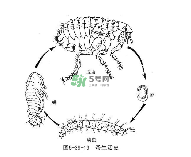 跳蚤會飛嗎？跳蚤會咬人嗎？