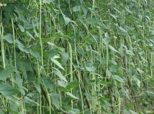 缸豆可以生吃嗎？缸豆可以炒雞蛋嗎