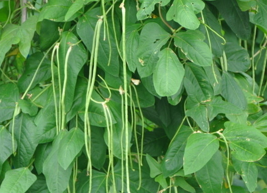 缸豆幾月份種？缸豆什么時候播種？