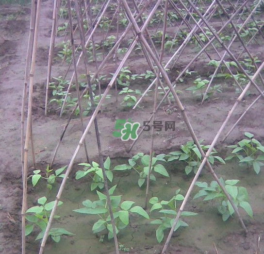 缸豆什么時候搭架？缸豆要怎樣搭架子