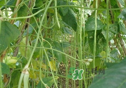 缸豆什么季節(jié)有？缸豆是幾月的蔬菜