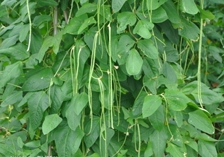 缸豆幾月份種？缸豆什么時(shí)候播種？